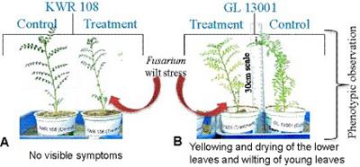 Shoot transcriptome revealed widespread differential expression and potential molecular mechanisms of chickpea (Cicer arietinum L.) against Fusarium wilt